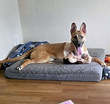 Photo of Bindi
