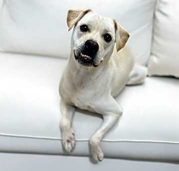 Photo of Beaux
