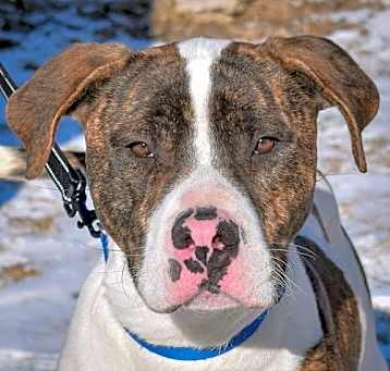 Photo of Rosco