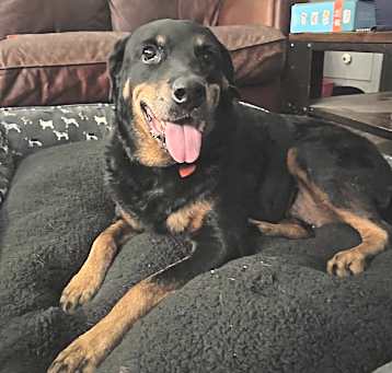Photo of Stella