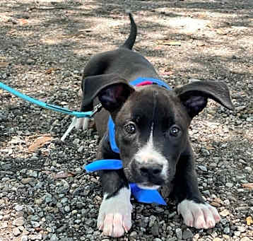 Photo of Shadow