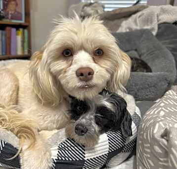 Photo of Goldie 25-2418