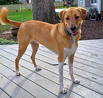 Photo of Moose