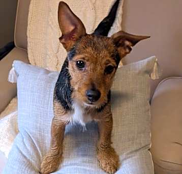 Photo of Scruffy