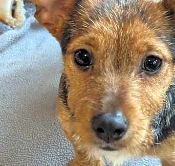 Photo of Rascal