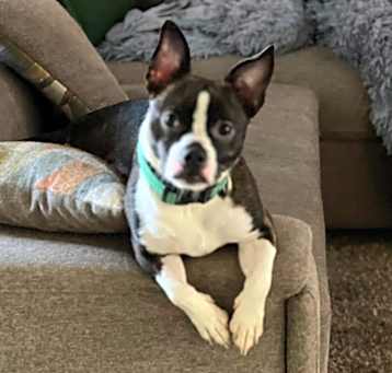 Photo of Chip