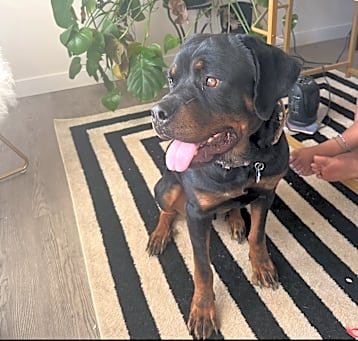 Photo of Benji