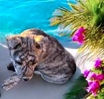 Photo of Tiger