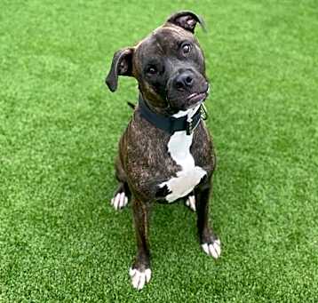 Photo of SHADOW