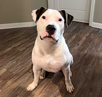 Photo of Champ