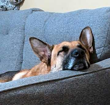 Photo of Roscoe