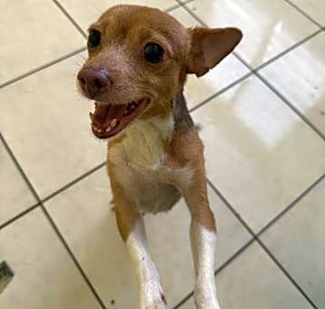 Photo of DeeDee