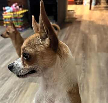 Photo of Peanut