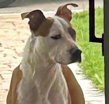 Photo of Nelly