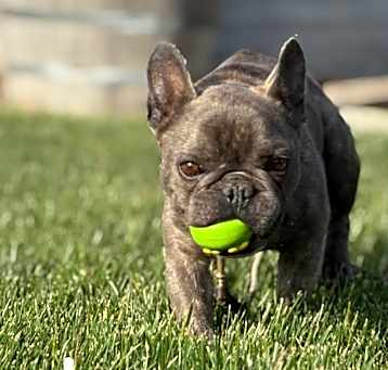 Photo of Mugsley