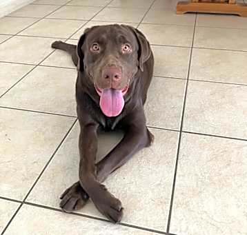 Photo of Dog / Chiquito