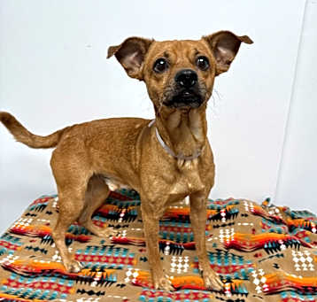 Photo of Pancho