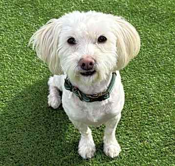 Photo of Noble