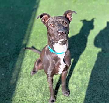 Photo of LOUIE