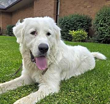 Photo of Bear