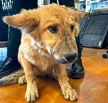 Photo of *SCOUT