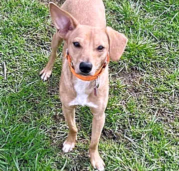 Photo of Harvey