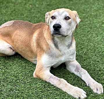 Photo of MAESTRO