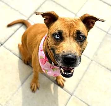 Photo of PUMPKIN