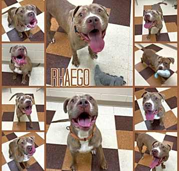 Photo of Rhaego