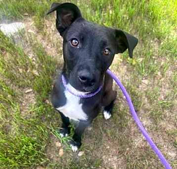 Photo of Callie