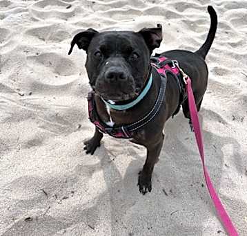 Photo of Millie