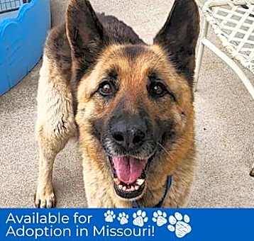Photo of Buddy - Missouri