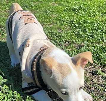 Photo of Marshmallow