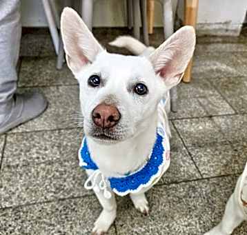 Photo of Lupi