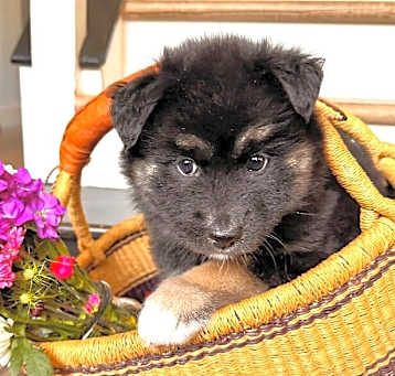 Photo of Ekko Lo