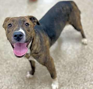 Photo of Paisley