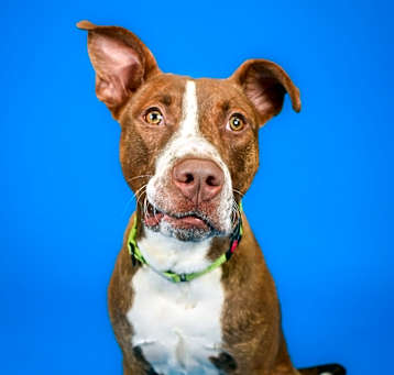Photo of Toby