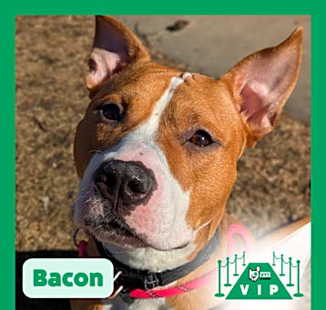 Photo of Bacon