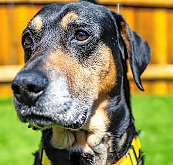 Photo of Champ