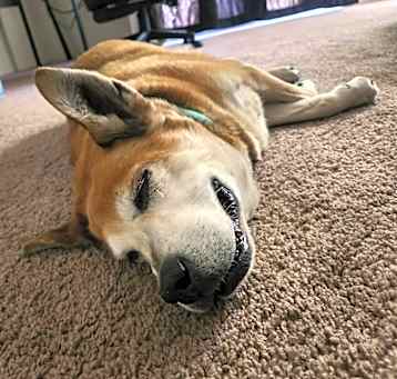 Photo of Lola