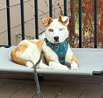 Photo of Butterscotch