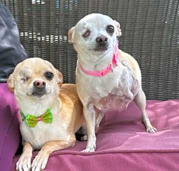 Photo of Sissy and Chloe