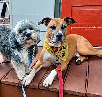 Photo of Abu (bonded pair) / Scout (bonded pair)