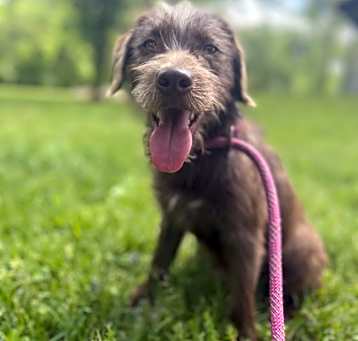 Photo of Barkley