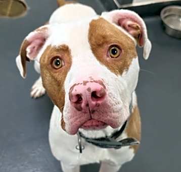 Photo of Buddy Jr