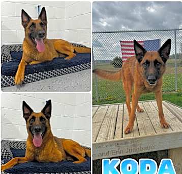 Photo of Koda - SPONSORED