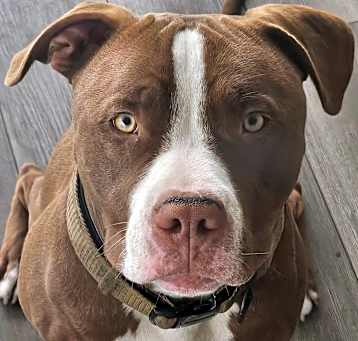 Photo of Bear
