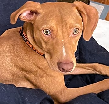 Photo of Ozzie