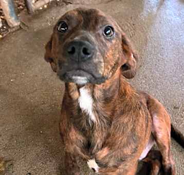 Photo of rollo