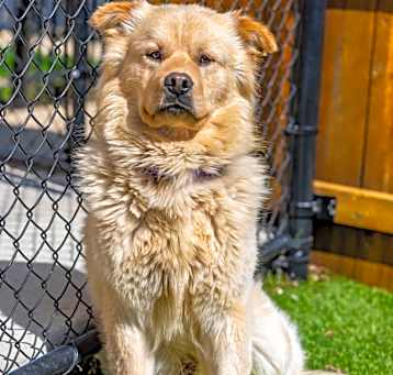 Photo of Lucky